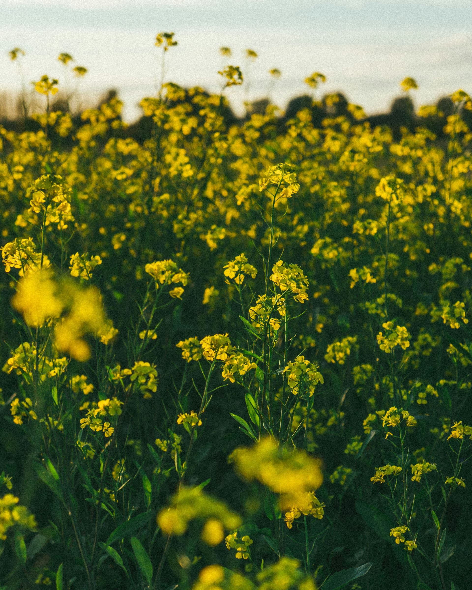 filed of yellow flowers